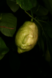 Citrus x limon RCP1-12 059.JPG